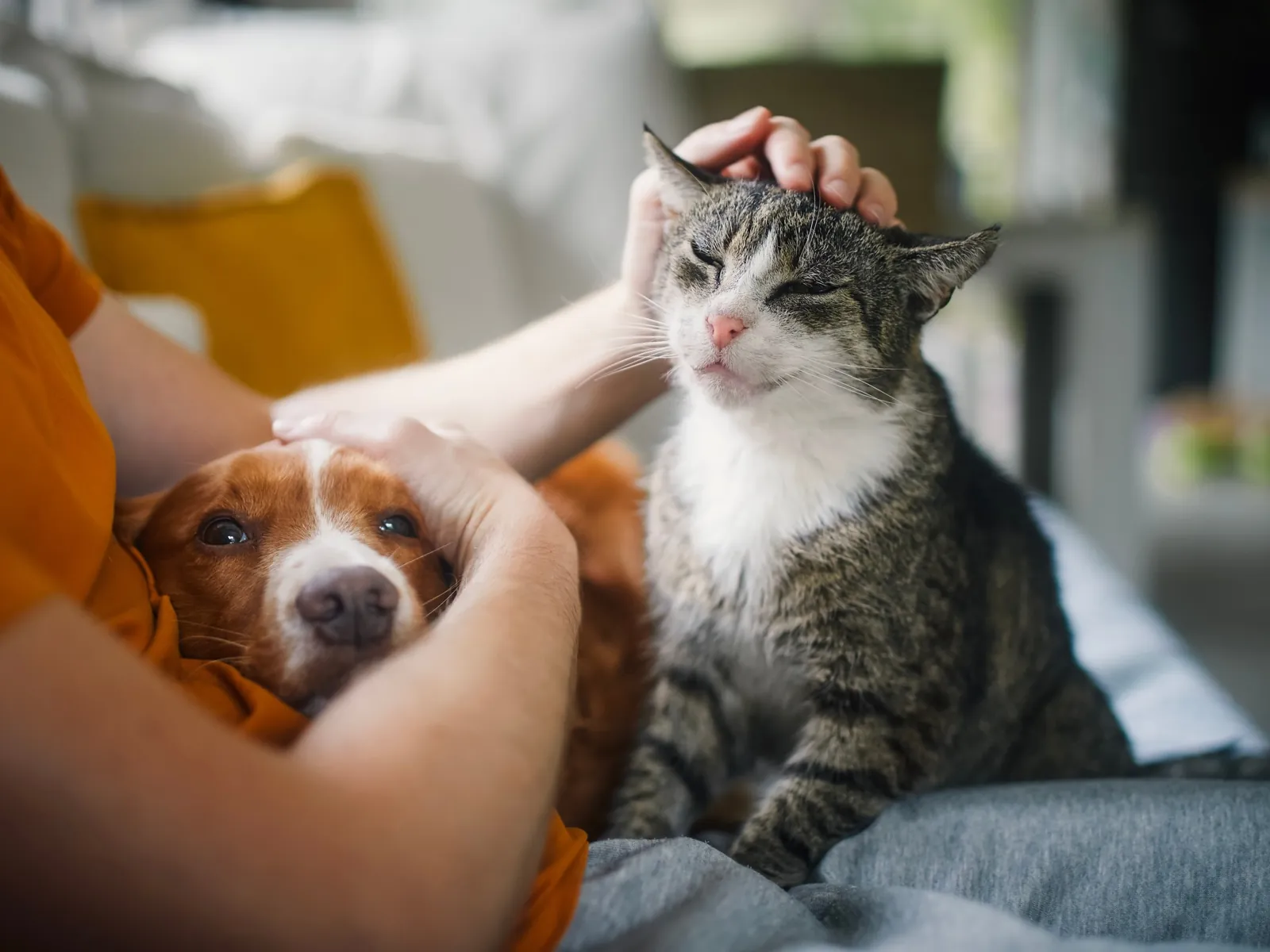 A tabby cat and a spaniel being stroked on a sofa at home