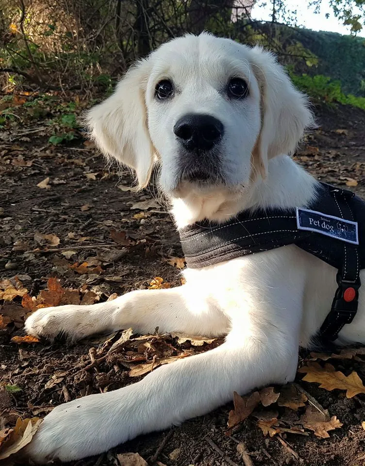 A pale golden puppy in a harness lying among autumn leaves