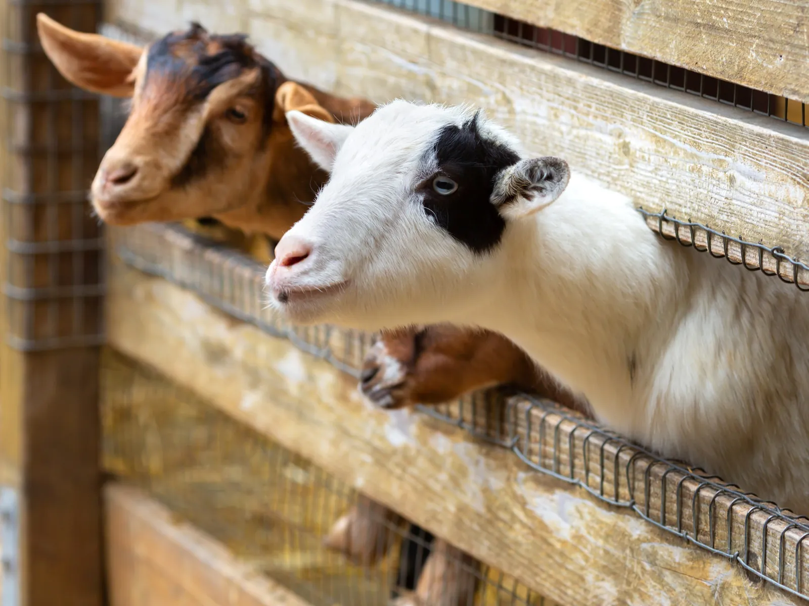 Two goats looking out over the fence of their pen